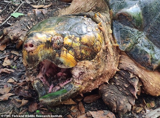 'Dinosaur Of Turtle World': Monster-Sized Snapping Turtle Found In Florida (Pix)