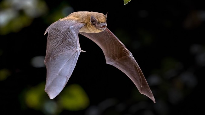 scientists-catch-bats-to-trace-origins-of-covid-19-in-thailand-1