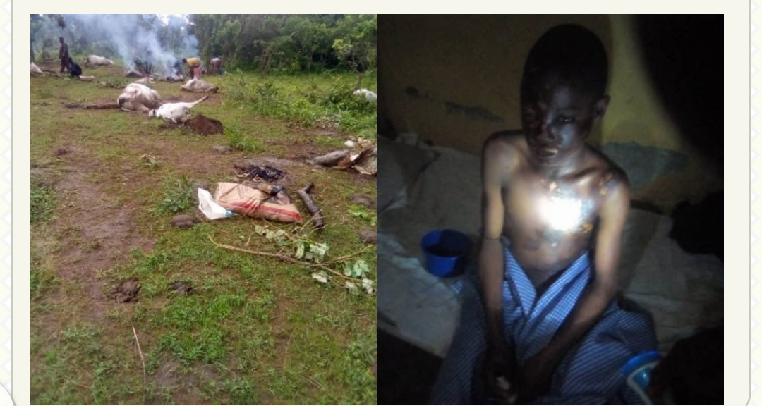 Thunderstrike Kills Seven Cows In Alla, Kwara; Injures Two Herders (Photo) –