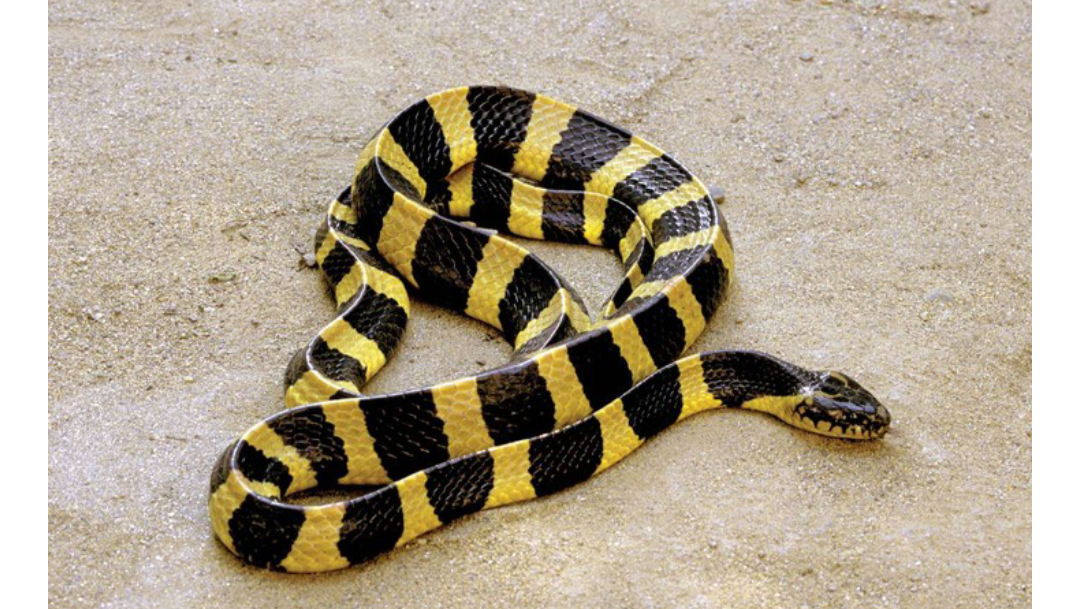 The World’s Top 9 Deadliest Snakes (Photos)