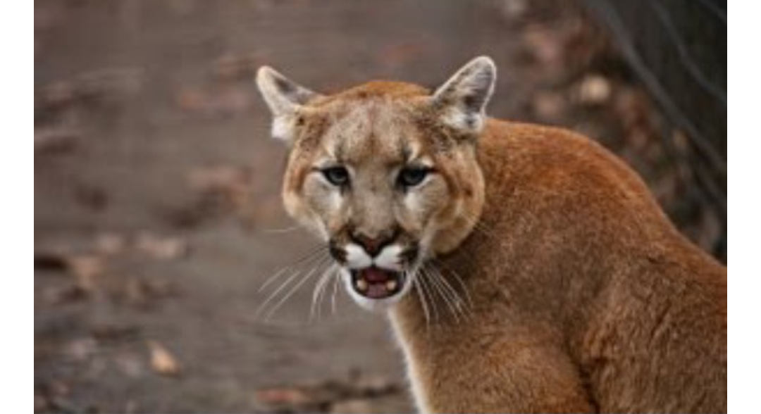 California: Hero Mom Punches, Fights Off Mountain Lion After It Attacked Her Son