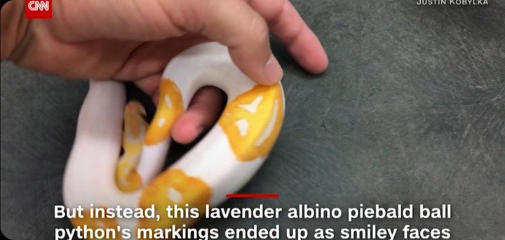 Man Breeds Albino Ball Python That Smiles Right Back At You (Photos) – Pets