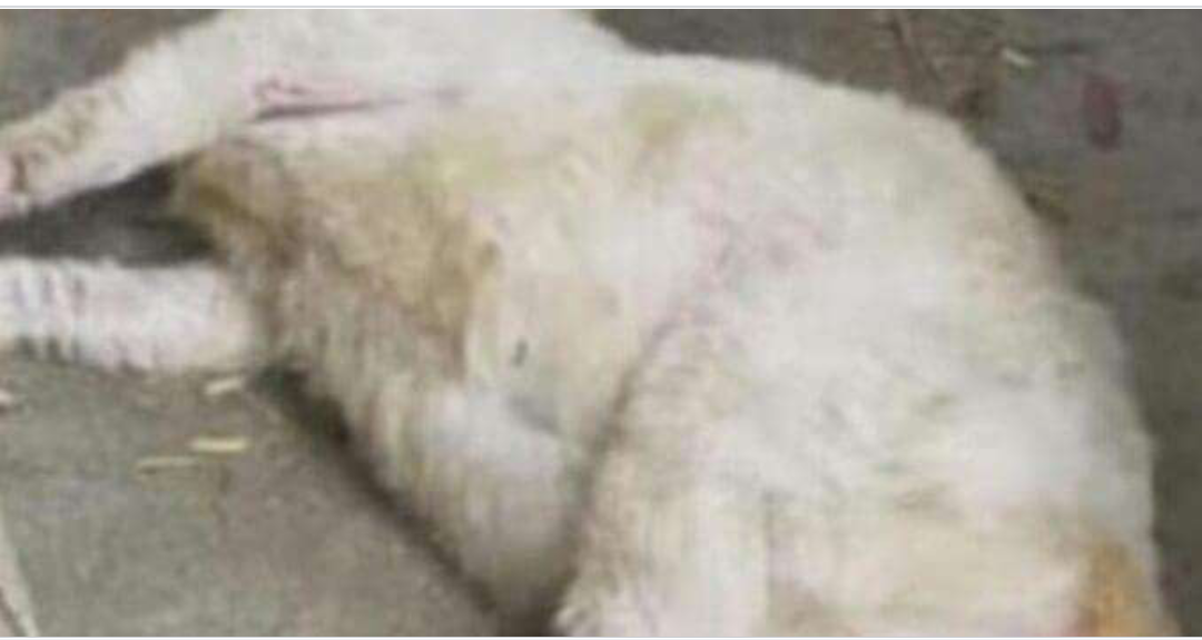 Raped to death: Half-naked 60-year-old man caught raping goat by owner
