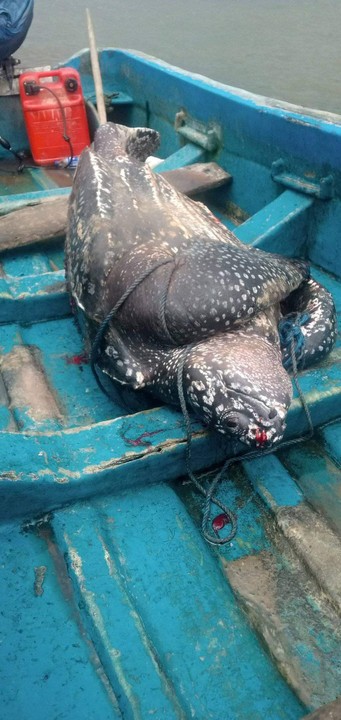 Sea Turtle Caught Near Ibeno Island In Akwa Ibom (Photos)