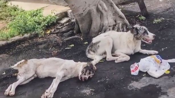 Dog looks after injured friend hit by car all night until help finally arrives