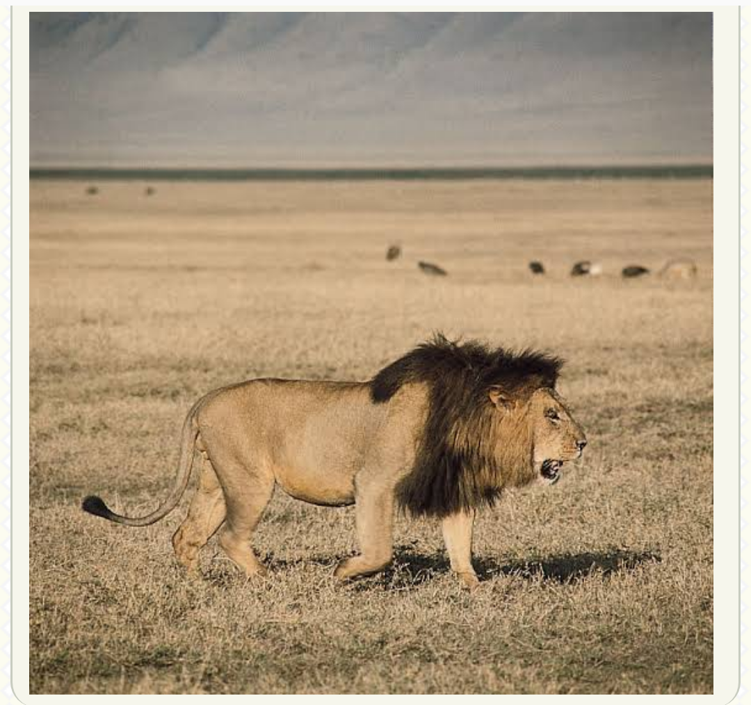 South African Man Wakes Up To Find A Lion In His Yard