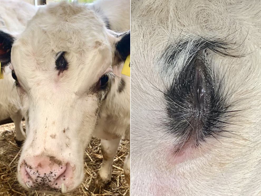 Calf born with third eye on forehead — but still destined for slaughter