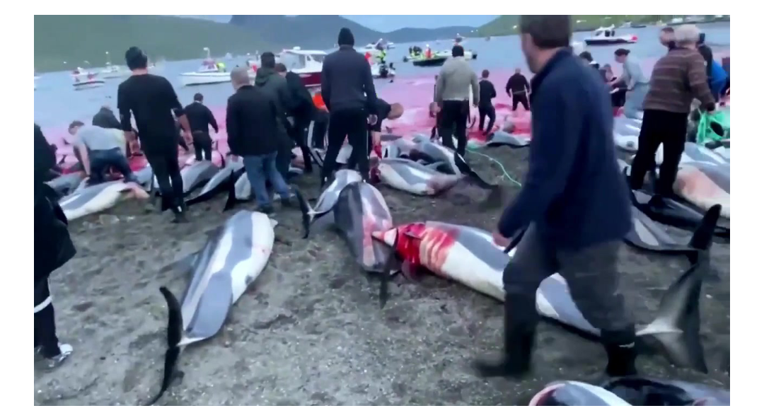 Massacre Of 1,428 Dolphins In Faroe Island Sparks Global Outrage (Video, Pics)Massacre Of 1,428