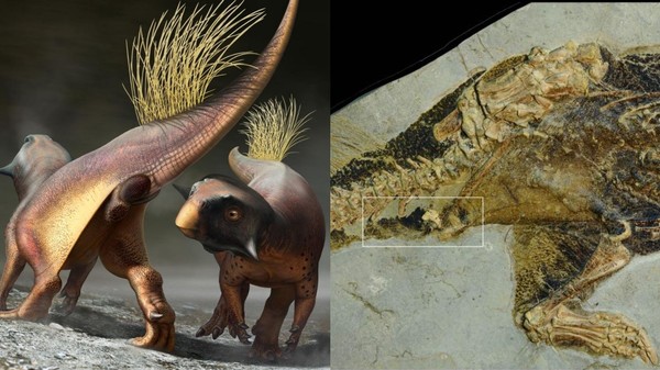Finally Found a Dinosaur’s Butthole, and It’s Pooping