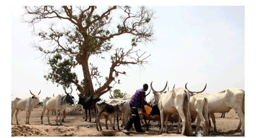 The Reason Why Cows Will Now Cost 2million Naira Each- Miyetti Allah (MACBAN)