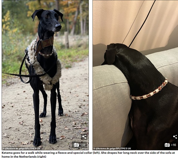 Meet Dog That Looks Like A Giraffe, Thanks To Her Incredibly Long Neck (Photos)