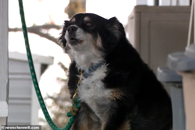 Lulu, 8-years-old Dog Inherits $5million In Owner’s Will In US(Pics) – Pets –
