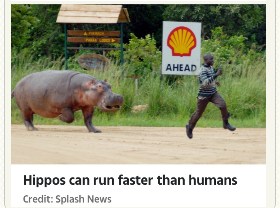 World’s Worst Hippo Attacks As Nature’s ‘deadliest Animal Crushes Bones(Graphic picture)