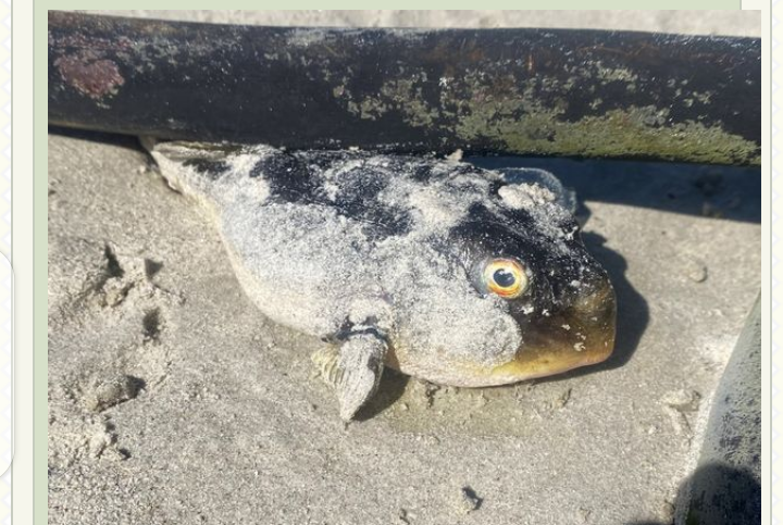 Hundreds Of ‘Evil-Eyed’ Fish ‘Deadlier Than Cyanide’ Found On Beach In Cape Town