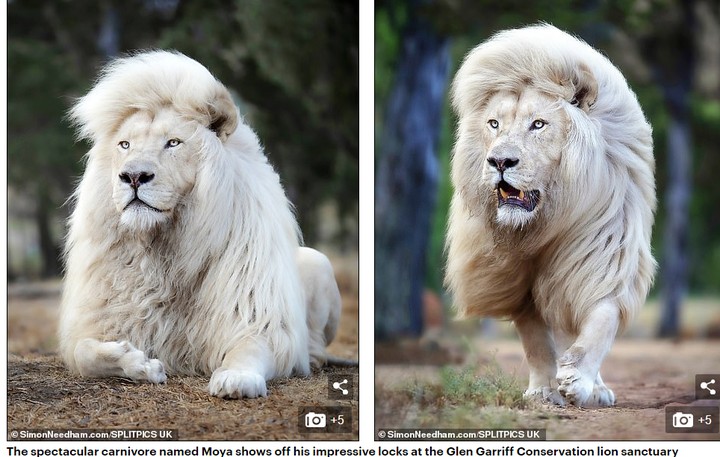 Meet Rare White Lion With Gorgeous Hairstyle (Pictures)