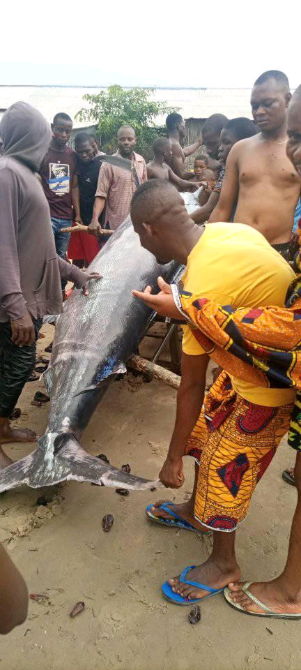 WAWU!! fisherman catches giant swordfish in Rivers community