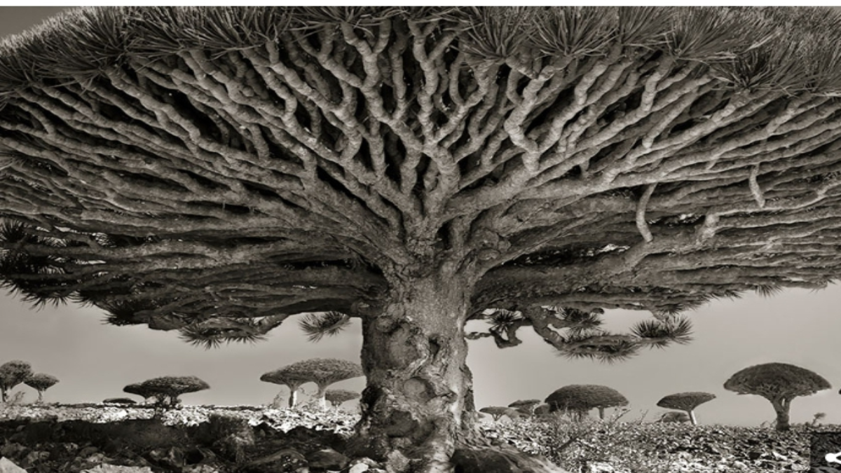 Ancient Living Trees – How a Woman Photographer Spend 14years of her life taking Photos of the World Oldest Trees