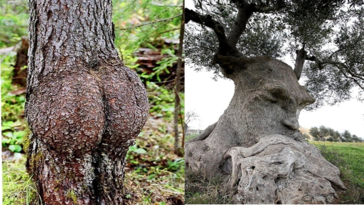 48 Strange Trees That Clearly Resemble Something Else